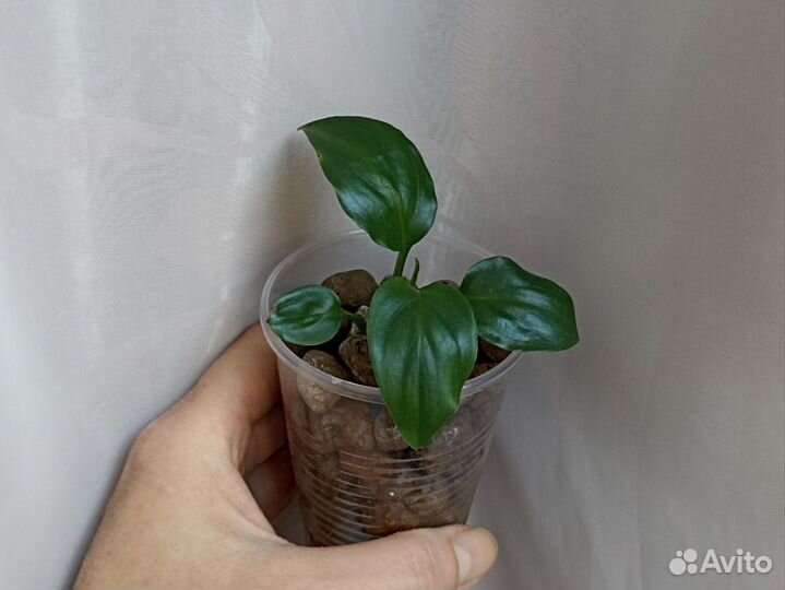 Спатифиллум