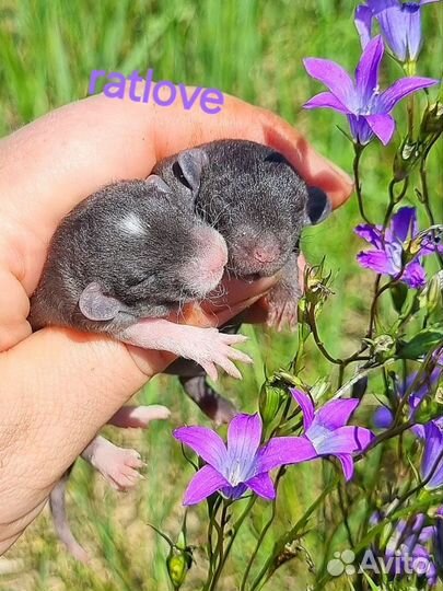 Крысята дамбо рекс