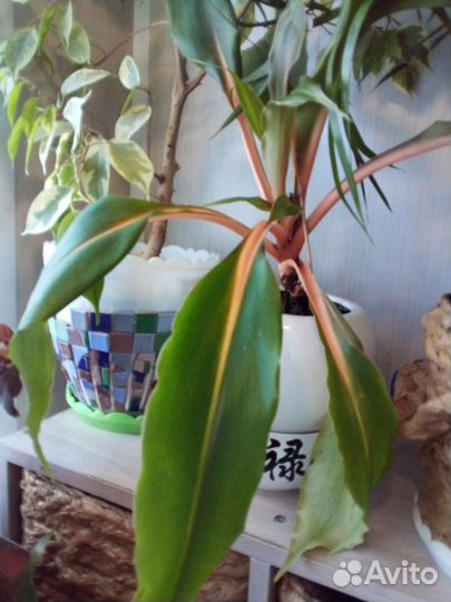 Хлорофитум оранж