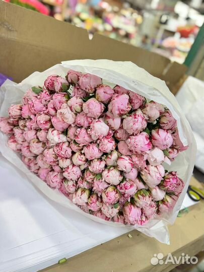 Пионы оптом