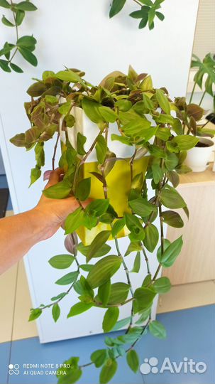 Традесканция