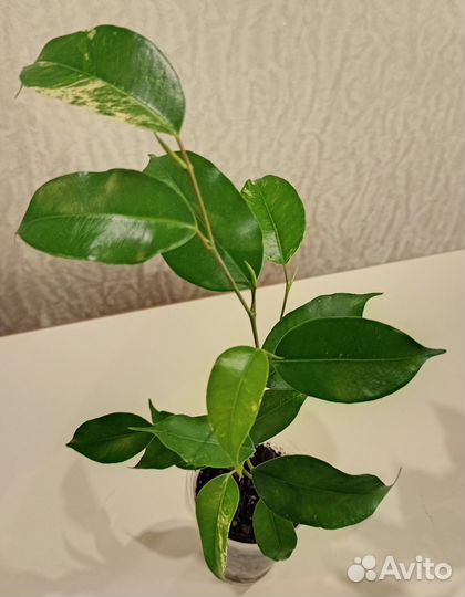 Замиокулькас лонглив, фикус бенж лирата пиперомия