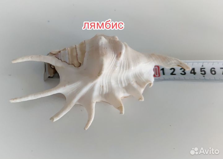 Большая морская раковина