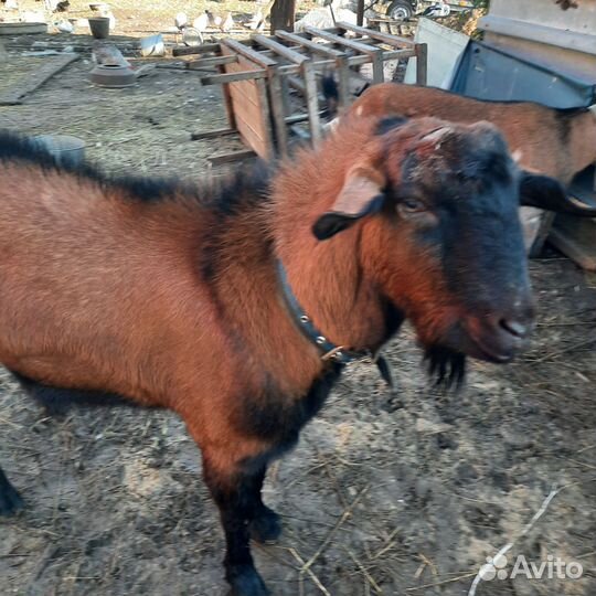 Козел на вязку