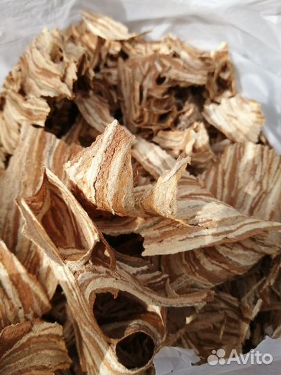 Гнездо шершней