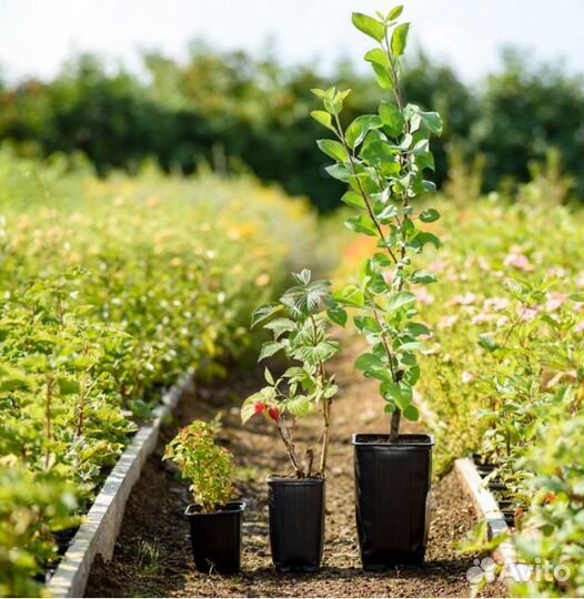 Яблоня Белый Налив штамбовая - саженцы зкс