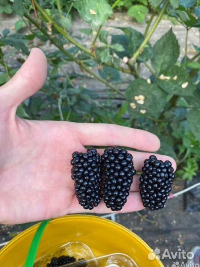 Саженцы ежевики «Натчез»