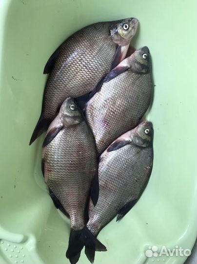 Свежая рыба