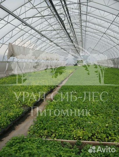 Лиственница Сибирская зкс сеянцы