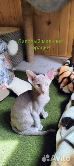 Ориентальные котята