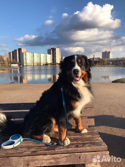 Размещение собак, дрессировка