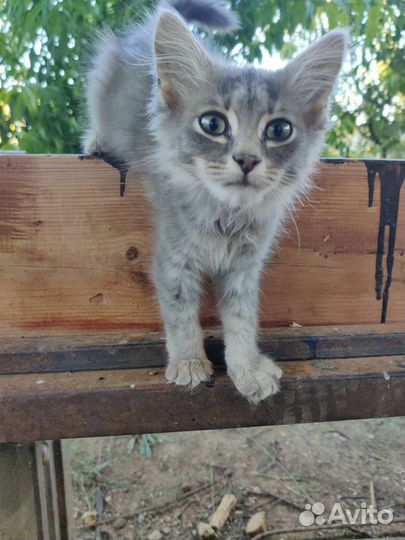 Мальчик ищет дом