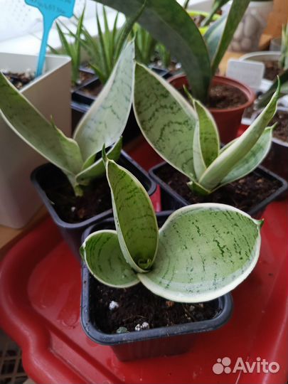 Сансевиерия