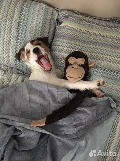 Парсон рассел терьер вязка