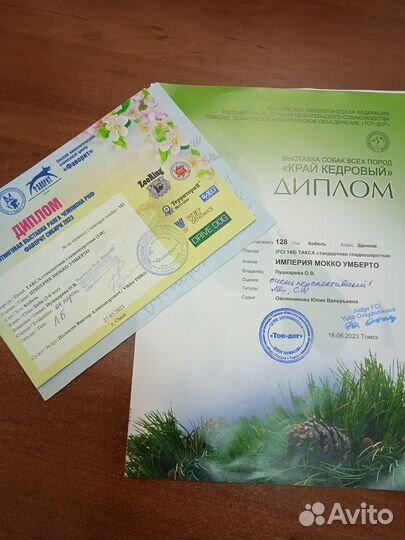 Продам щенка стандартной таксы