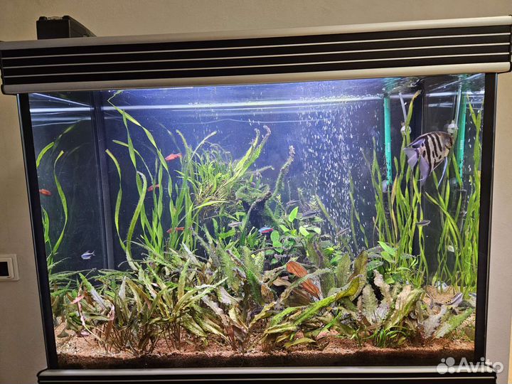 Аквариум