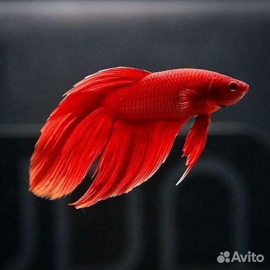 Рыбка петушок асорти