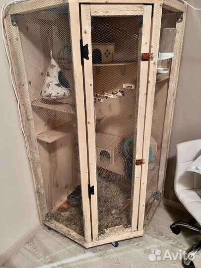 Шиншилла с витриной