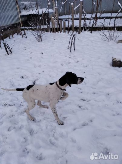 Пойнтер