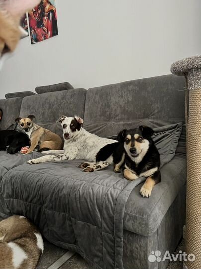 Маленькой собачке нужен дом