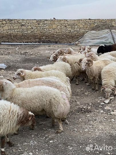 Курдючные бараны