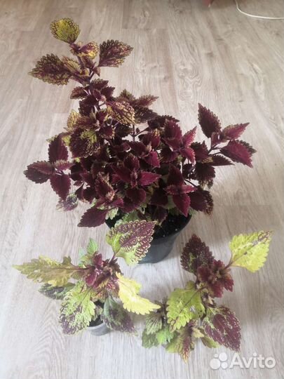 Колеусы вегетативные