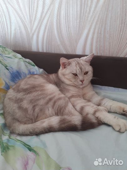 Шотландский прямоухий кот