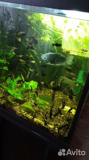 Аквариумные рыбки