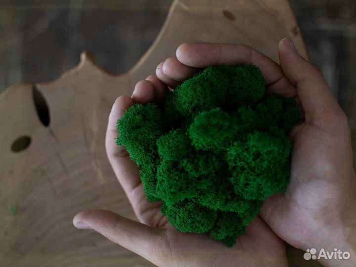 Стабилизированный мох ягель живой