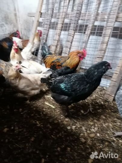 Куры несушки. Петухи