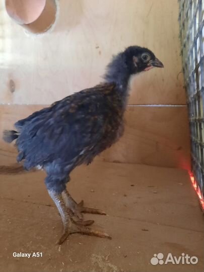 Цыплята несушки подрощенные