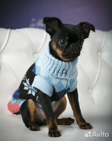 Костюмчики для собак