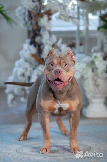 Американский булли xl, вязка