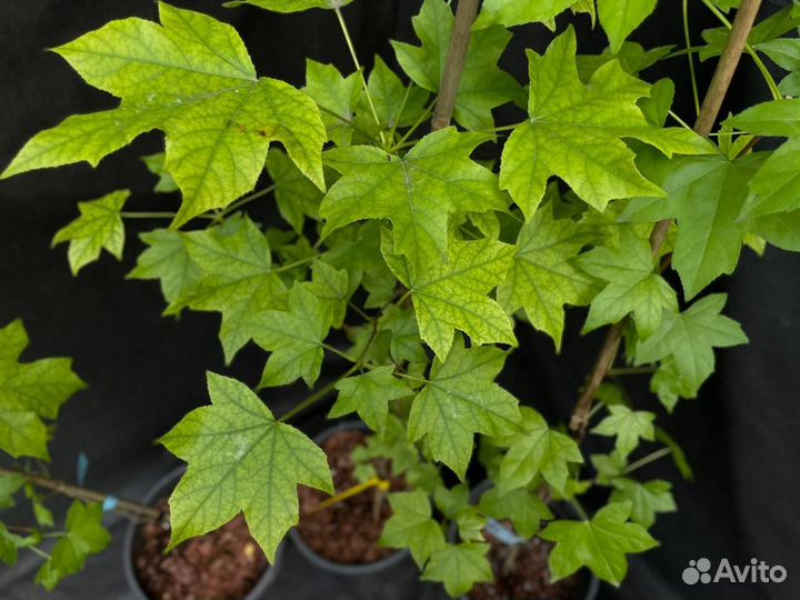 Ликвидамбар