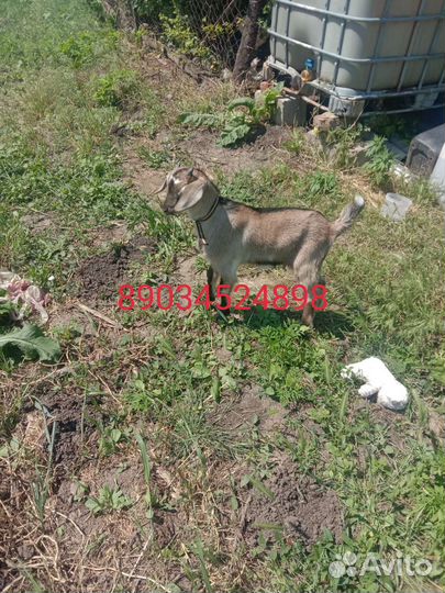 Козленок мальчик