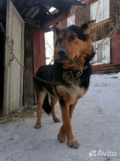 Немецкая овчарка