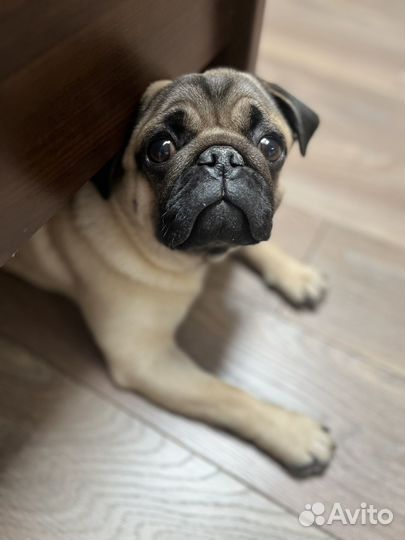 Мопс щенок