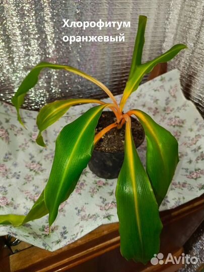 Комнатные цветы