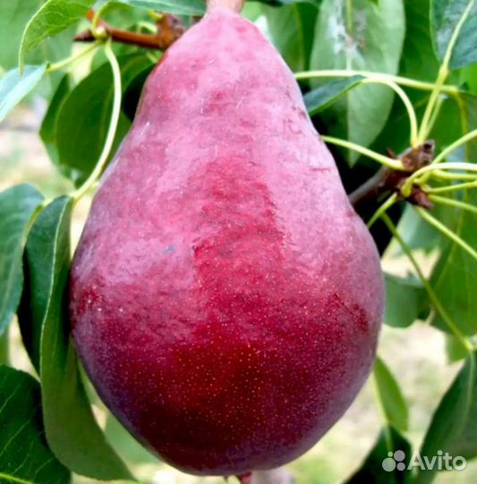 Саженцы Груша Старкримсон