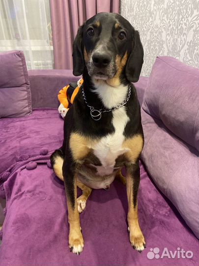 Кобель 5лет в добрые руки