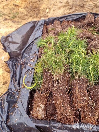 Сосна Обыкновенная Pinus sylvestris