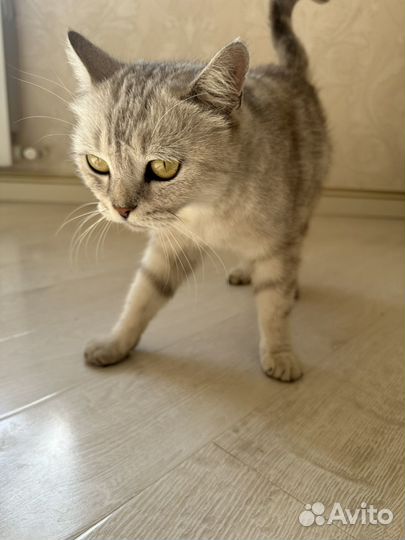 Кошки в добрые руки бесплатно