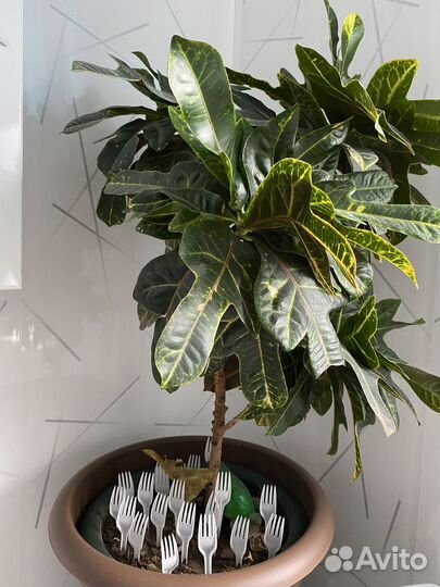 Комнатные цветы кротон