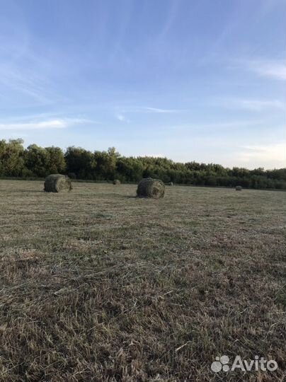 Сено в тюках