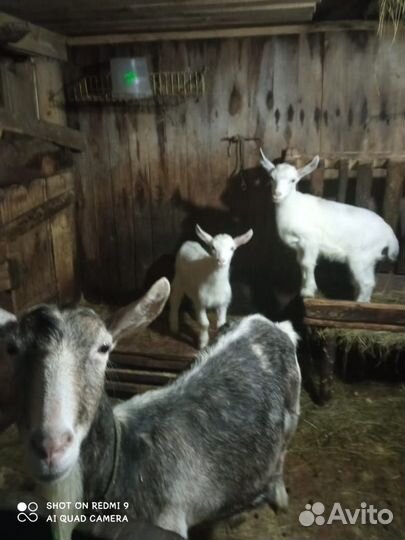Продам козлят