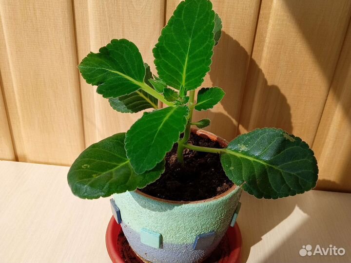 Глоксиния махровая