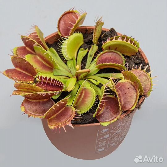 Венерина мухоловка (Дионея)