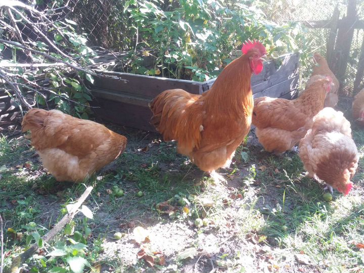 Куры орпенгтон палевый