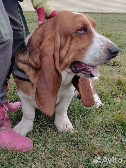 Бассет хаунд