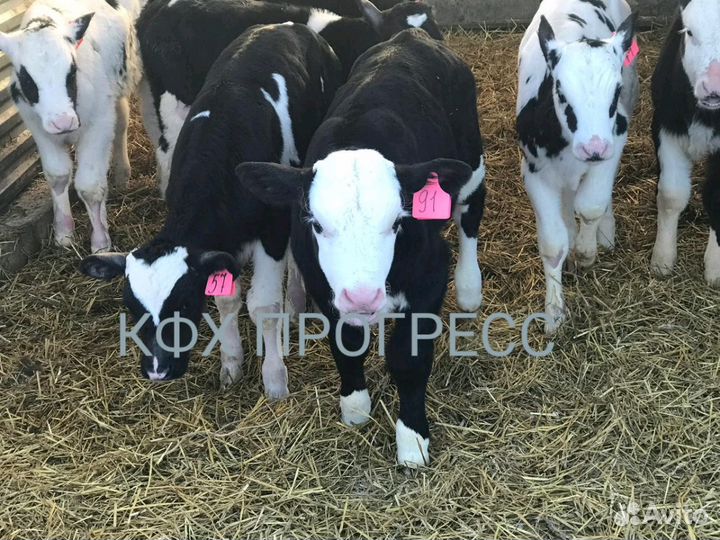 Бычки телята